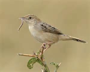 Zilverapalis - Apalis argentea